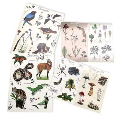 Stickers Personalizados - Aves - Fauna - Flora - Argentina - Patagonia